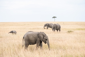 Слоны во время сафари, слоны гуляют по полю 