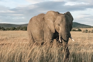 Вид на слонов во время сафари в национальном парке Масаи Мара в Кении, Африка.