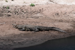 Крокодил в реке Маара во время сафари лежит на песке 