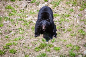 черный медведь в дикой природе 
