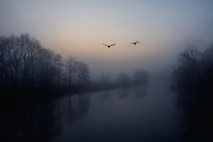 птицы над туманной рекой 