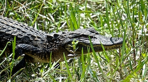 аллигатор в траве 