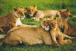 Семья львов на траве 