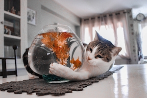 кошка играет с аквариумом 