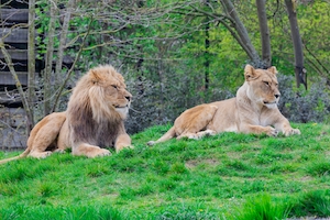 лев и львица лежат на траве 