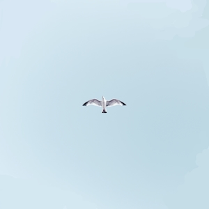 чайка в голубом небе 