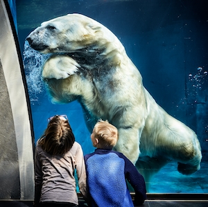 встреча детей с белым медведем в зоопарке, медведь плавает в воде 