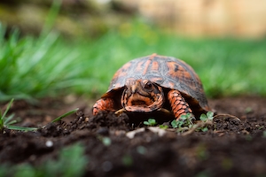 Коробчатая черепаха красного цвета ползет по земле 
