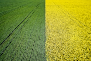 цветущее желтое и зеленое поле, граница между полями