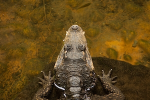 Карликовый крокодил