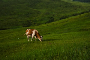 корова в зеленом поле 