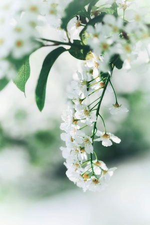 Макрофотоснимок цветков вишневого дерева, снимок цветков сакуры