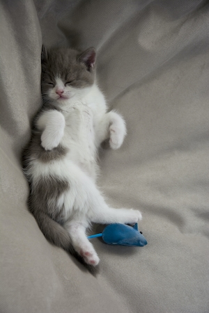 Серо-белый котенок спит с игрушкой на серой ткани 