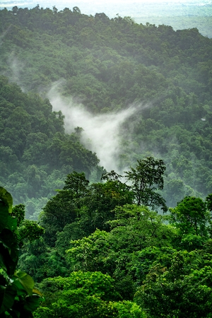 Туманный лес, джунгли, зеленые холмы
