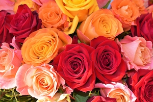 Многоцветный букет роз, крупный план 
