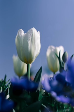 Белые тюльпаны и голубое небо