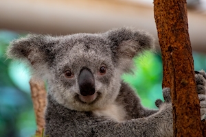 коала на дереве, крупный план 