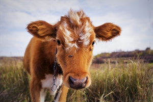 коричневая корова смотрит в кадр 