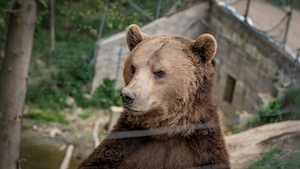 бурый медведь в зоопарке, крупный план 