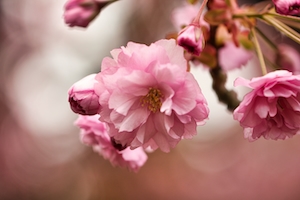Крупный план цветущего вишневого дерева.