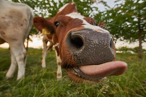 макро-фотография коричневой коровы, показывающей язык, крупный план 