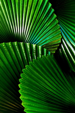 Удивительные гофрированные круглые листья веерной пальмы. Текстура зеленого листа, тропический лист крупным планом 