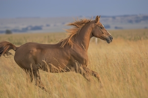 коричневая лошадь в движении, бежит по полю 