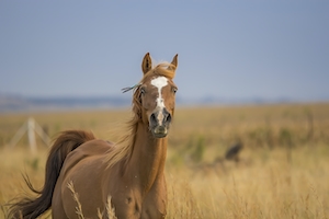коричневый конь смотрит в кадр