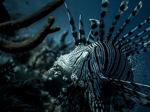 Рыба-крылатка на коралловом рифе, вид сбоку, крупный план