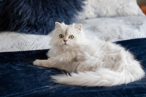 портрет белой пушистой кошки на кровати 