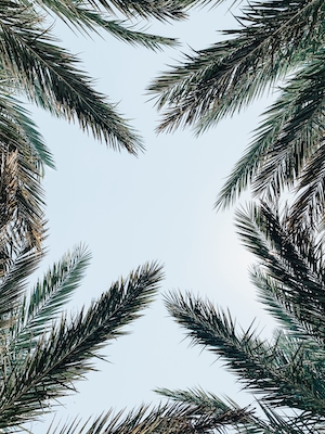 Пальмовые листья, вид на небо, фото снизу 
