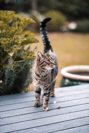Полосатый кот гуляет по террасе 