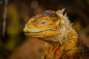 ярко-оранжевая рептилия, голова, крупный план 