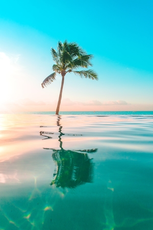 пальма, море, голубое небо 