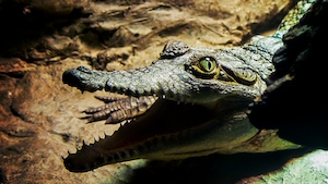 Крокодил с раскрытой пастью, крупный план 