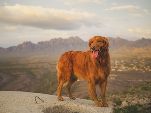 коричневая собака на фоне гор 