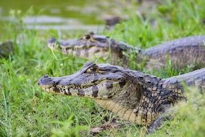 крокодилы в траве, крупный план