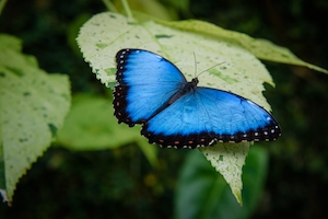 синяя бабочка на зеленом листе 