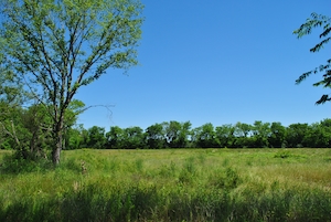 Открытое поле, окруженное деревьями.
