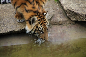 тигр пьет воду, крупный план 