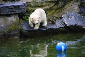 белый медведь пытается поймать синий шарик в воде 