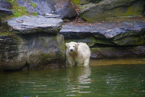 белый медведь плавает в воде 