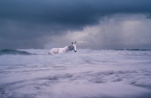 белый конь купается в тумане