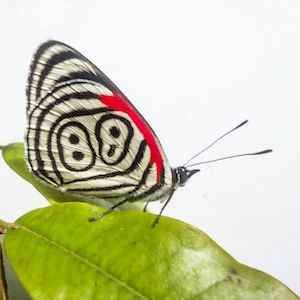 черно-белая бабочка с красным акцентом сидит на листе, крупный план 
