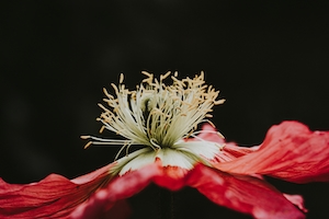 Макросъемка цветка мака