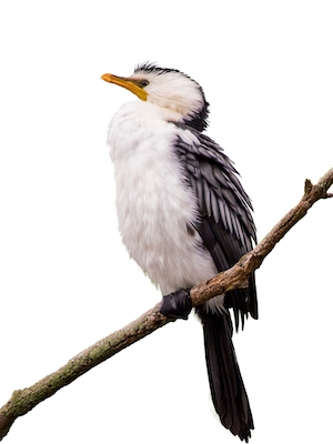 птица с белым брюхом и желтым клювом на ветке, крупный план, вид снизу 