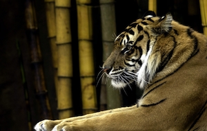 тигр в зоопарке, фото в профиль