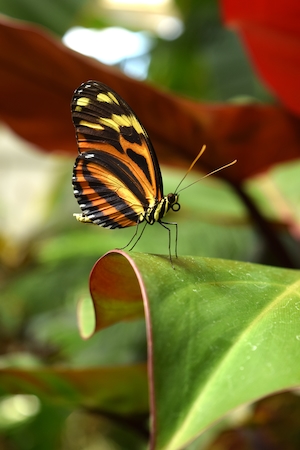 бабочка сидит на листе, крупный план 