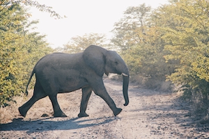 слон переходит дорогу 