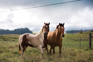 два коня на поле 